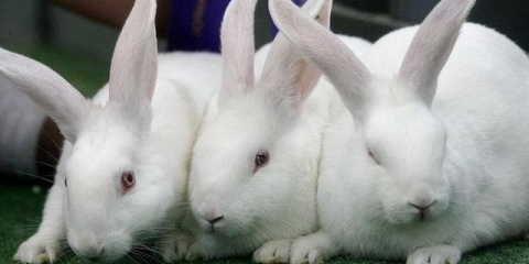 Zec ne hrani zečeve - šta da se radi